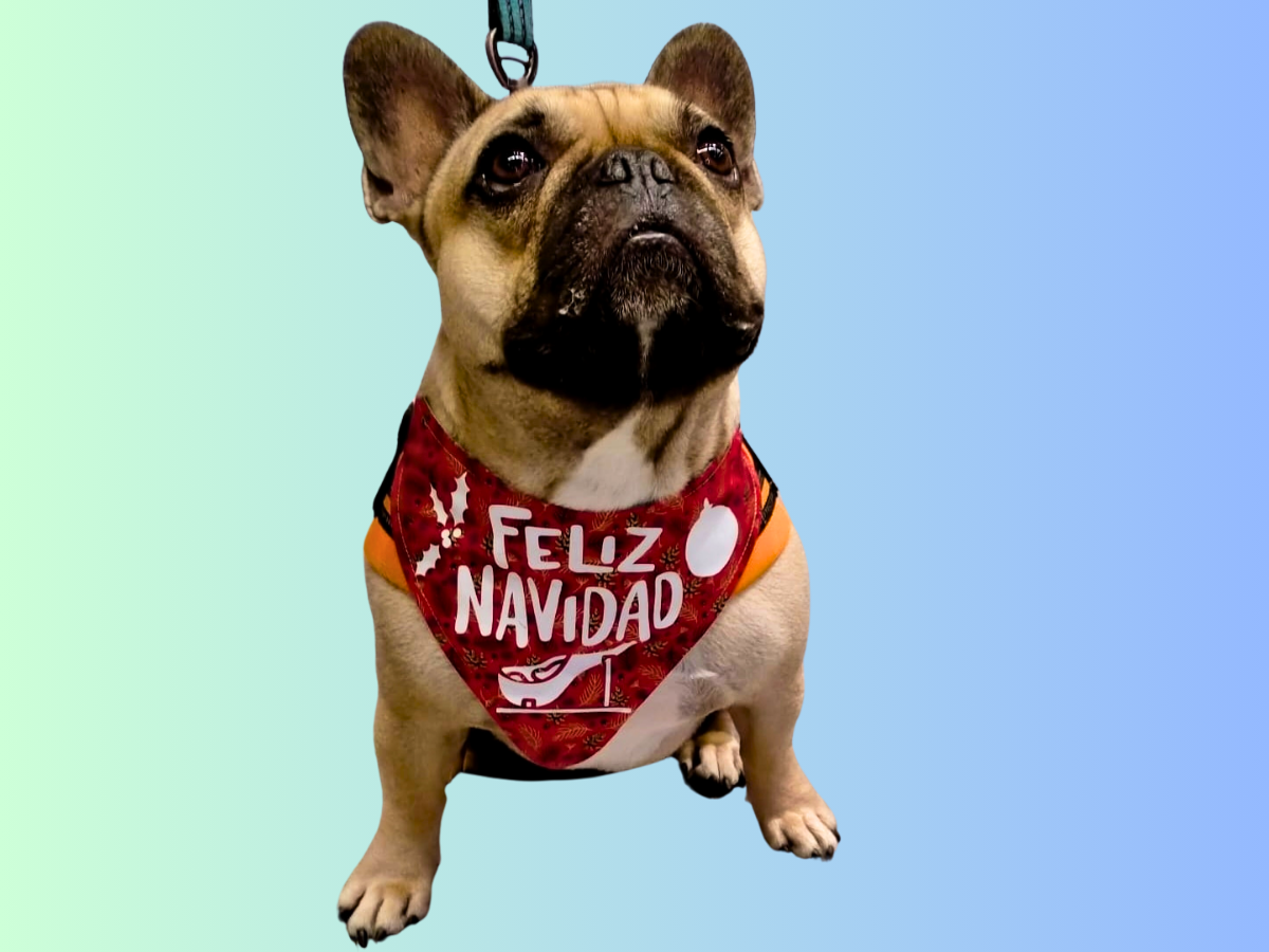 Chulapa, Chic Styles: Trendy Bandana for Dogs