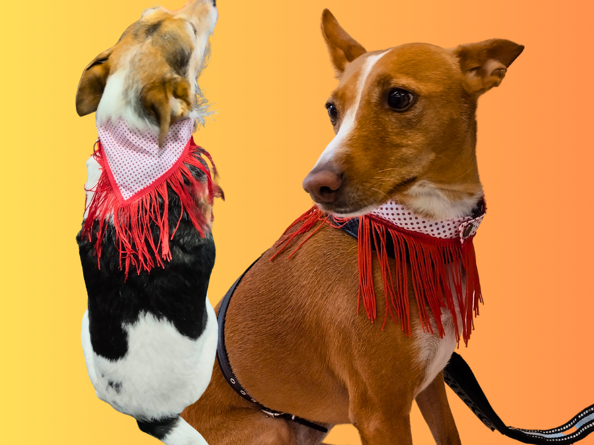 Chulapo, Chic Styles: Trendy Bandana for Dogs