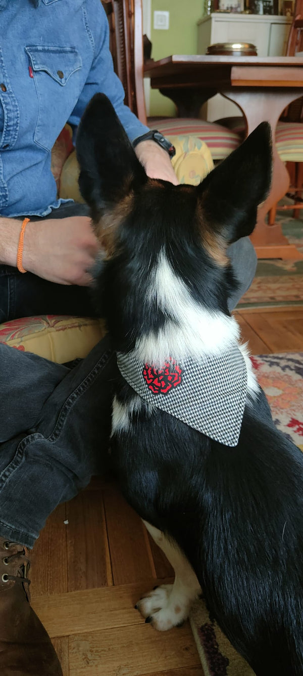 Chulapo Bandana – Trendy Fashion and Accessories for Cool Dogs