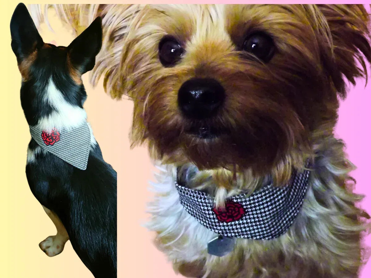 Bandana Chulapa – Moda y Accesorios chic para Perros - Mi Perrito Alfito