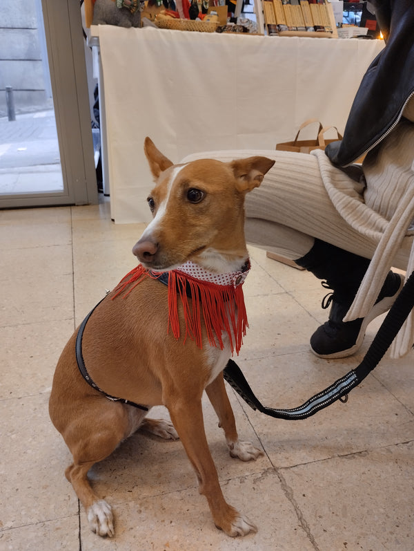 Chulapa Bandana – Chic Fashion and Accessories for Dogs