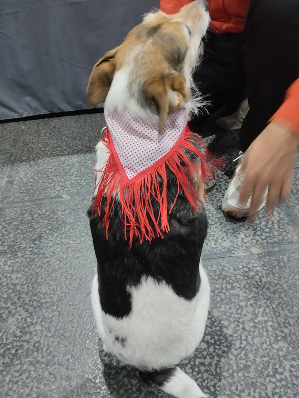Bandana Chulapa – Chic Fashion and Accessories for Dogs