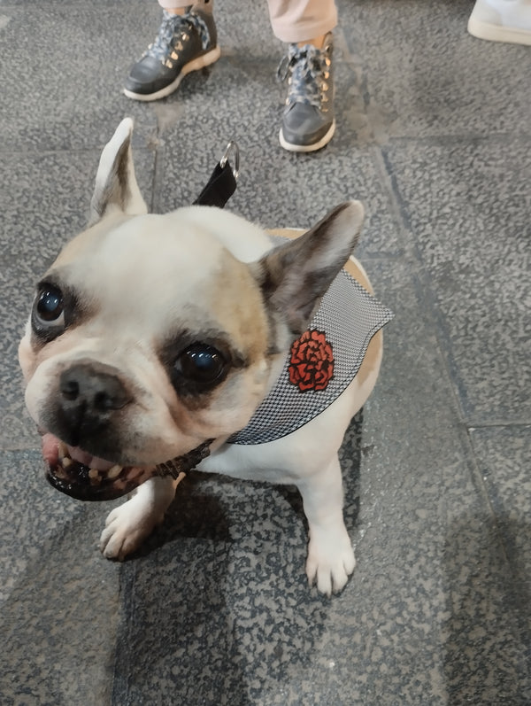 Bandana Chulapo – Trendy Fashion and Accessories for Cool Dogs