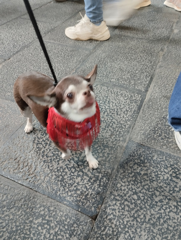 Chulapa Bandana – Chic Fashion and Accessories for Dogs