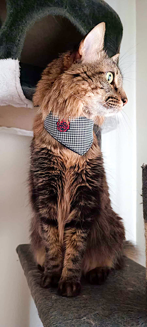 Chulapo Bandana – Trendy Fashion and Accessories for Cool Dogs