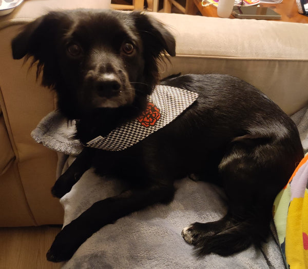 Bandana Chulapo – Trendy Fashion and Accessories for Cool Dogs