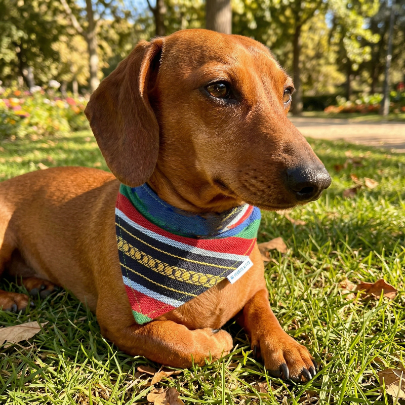 Bandana Cortina in the town – Chic Fashion and Accessories for Dogs