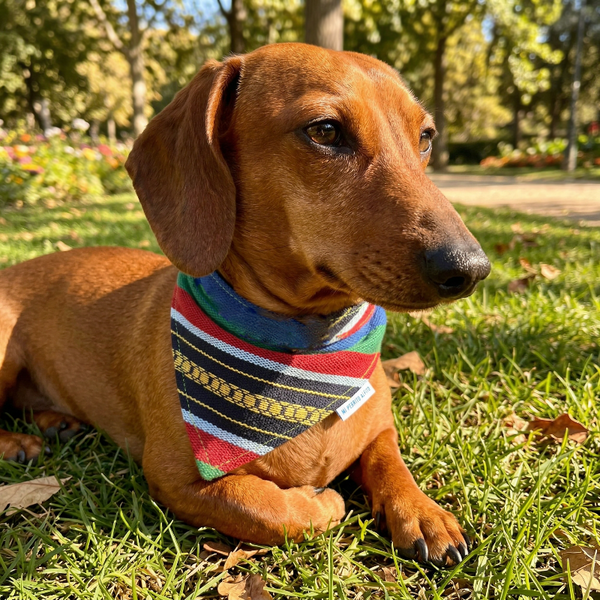 Chulapo Bandana – Trendy Fashion and Accessories for Cool Dogs