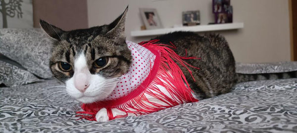 Chulapa Bandana – Chic Fashion and Accessories for Dogs