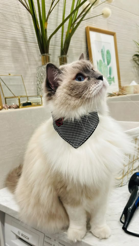 Chulapo Bandana – Trendy Fashion and Accessories for Cool Dogs