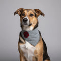 Bandana Chulapo – Moda y Accesorios trendy para Perros cool - Mi Perrito Alfito
