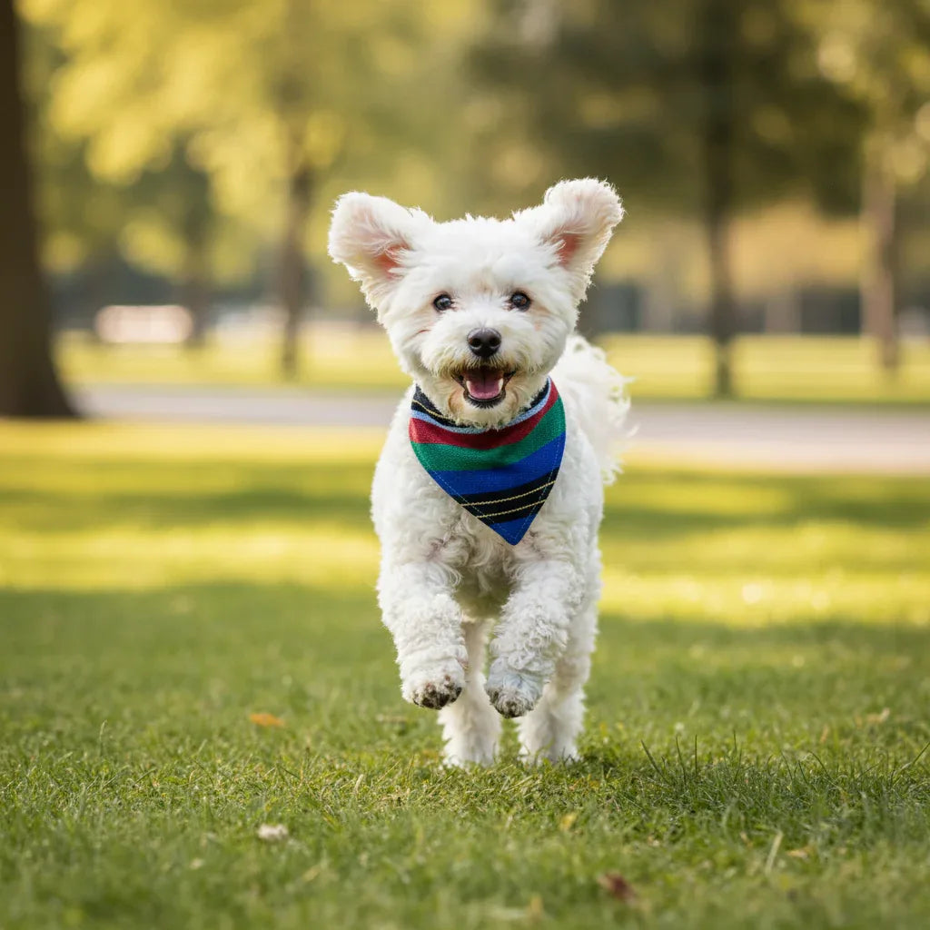 Bandana Cortina en el pueblo – Moda y Accesorios chic para Perros - Mi Perrito Alfito