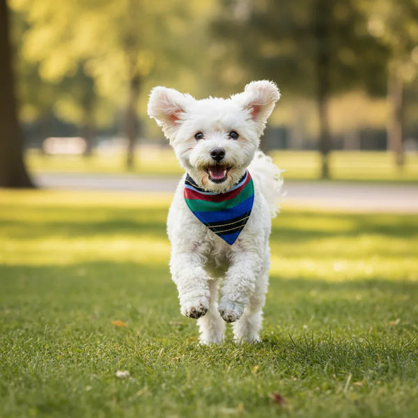 Bandana Curtain in Town – Chic Fashion and Accessories for Dogs